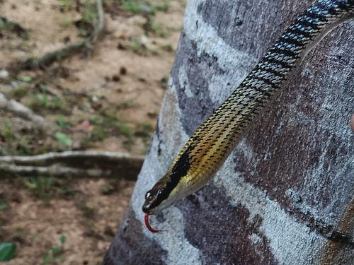 Dendrelaphis striatus, 2026-07-26