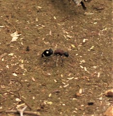 Dolichomutilla sycorax