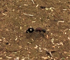 Dolichomutilla sycorax