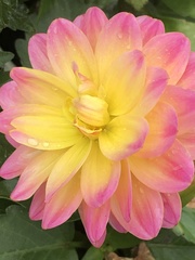 Dahlia pinnata