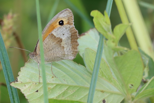 Meadow Brown