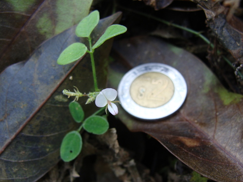 Desmodium scorpiurus, photograph 2