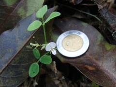 Desmodium scorpiurus, photograph (c) Alexis López Hernández, some rights reserved (CC BY)