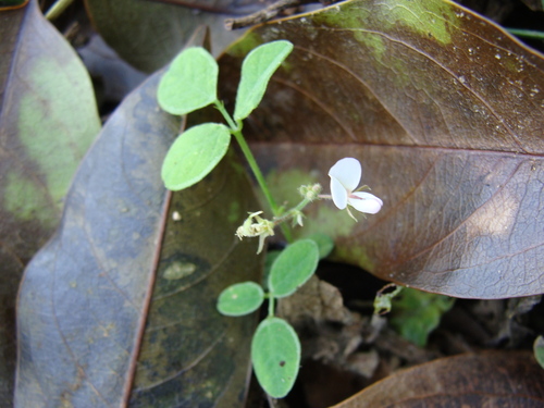 Desmodium scorpiurus, photograph 4