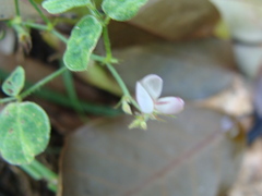 Desmodium scorpiurus, photograph (c) Alexis López Hernández, some rights reserved (CC BY)