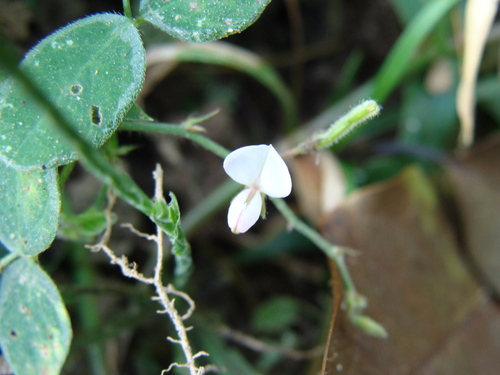 Desmodium scorpiurus, photograph 1