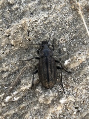 Carabus clatratus