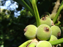 Ficus obtusifolia, photograph (c) Alexis López Hernández, some rights reserved (CC BY)