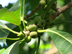 Ficus obtusifolia, photograph (c) Alexis López Hernández, some rights reserved (CC BY)