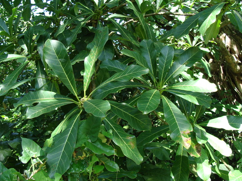 Ficus obtusifolia, photograph 2