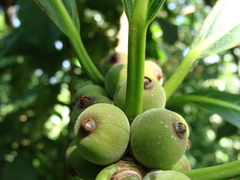 Ficus obtusifolia, photograph (c) Alexis López Hernández, some rights reserved (CC BY)