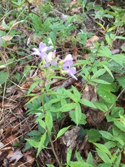 Cardamine bulbifera