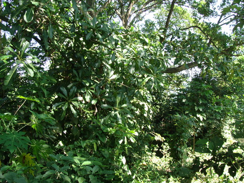Ficus obtusifolia, photograph 6