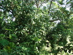 Ficus obtusifolia, photograph (c) Alexis López Hernández, some rights reserved (CC BY)