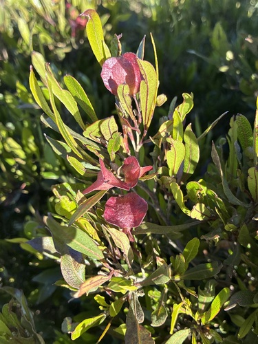 Dodonaea viscosa observed 2026-07-25