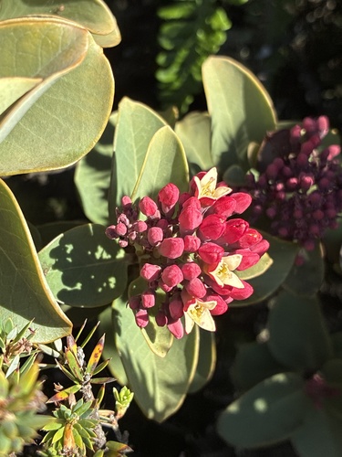 Santalum haleakalae observed 2026-07-25