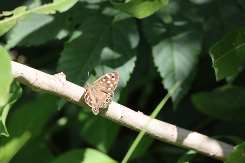Speckled Wood