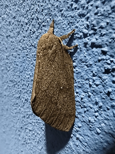 Polilla de seda
