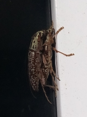 Elaphidion splendidum