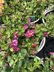 Calibrachoa