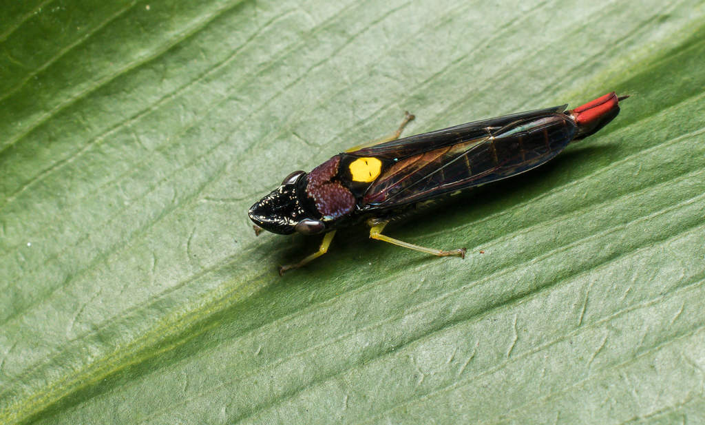 Acrogonia nigriceps