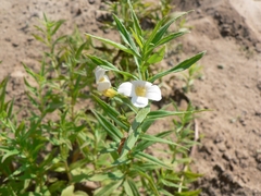 Gratiola officinalis