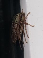 Elaphidion splendidum