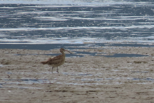 iNaturalist: (c) Mary Ann Irvin, some rights reserved (CC BY-NC), uploaded by Mary Ann Irvin iNaturalist image
