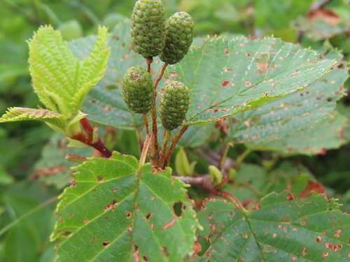 Alnus maximowiczii observed 2026-07-20