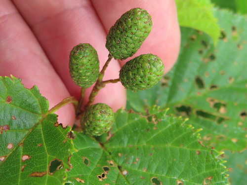 Alnus maximowiczii, photograph 2