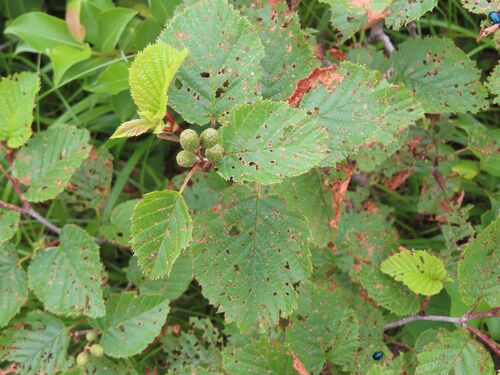 Alnus maximowiczii, photograph 3