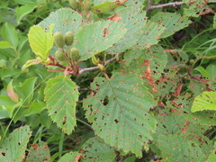 (c) Timur Kalininsky, some rights reserved (CC BY) Alnus maximowiczii, photograph (c) Timur Kalininsky, some rights reserved (CC BY)