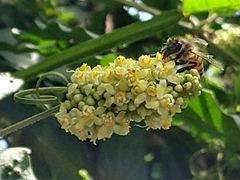 Apis mellifera