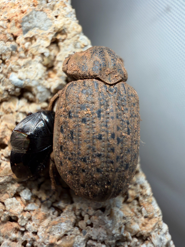 Hide beetle
