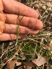 Carex siccata