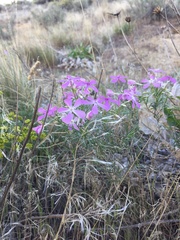 Phlox longifolia