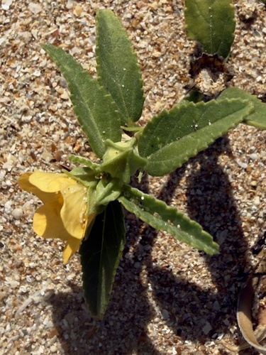Sida pusilla observed 2026-07-18