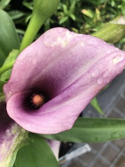 Zantedeschia aethiopica