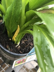 Zantedeschia aethiopica