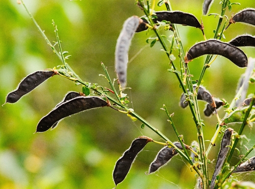 Scotch Broom