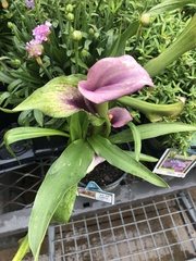 Zantedeschia aethiopica