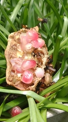 Trigona fulviventris