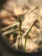 Carex siccata