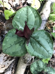 Trillium decumbens