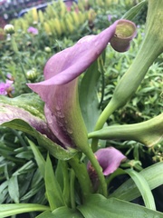 Zantedeschia aethiopica