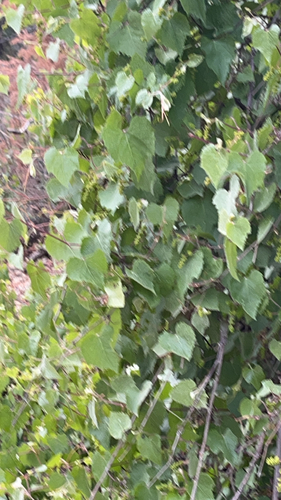 canyon wild grape