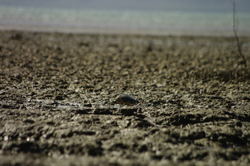 iNaturalist image