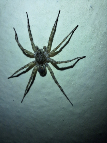 Ocyale Burrowing Wolf spider