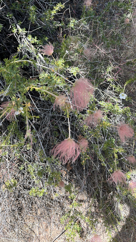 Apache plume