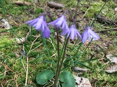 Soldanella montana